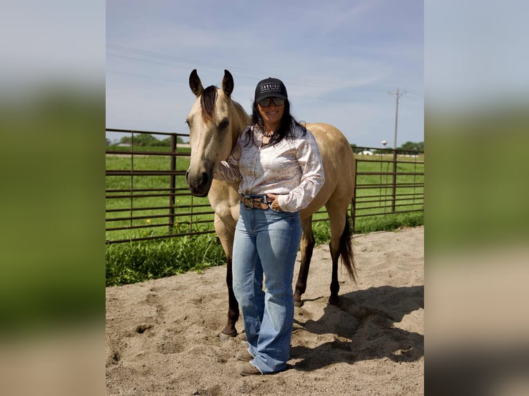 American Quarter Horse Mare 4 years 14,3 hh Buckskin in Corsica
