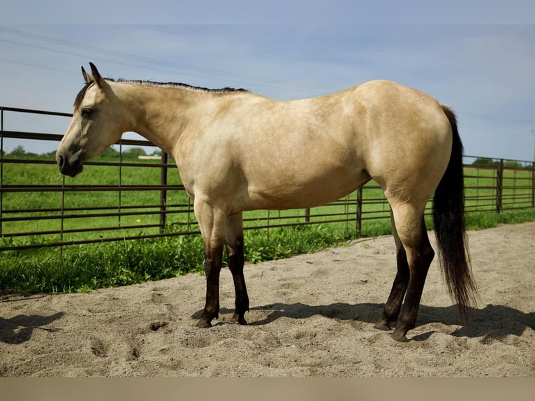 American Quarter Horse Mare 4 years 14,3 hh Buckskin in Corsica