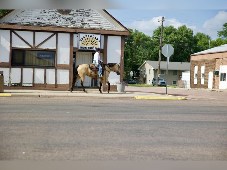 American Quarter Horse Mare 4 years 14,3 hh Buckskin in Corsica