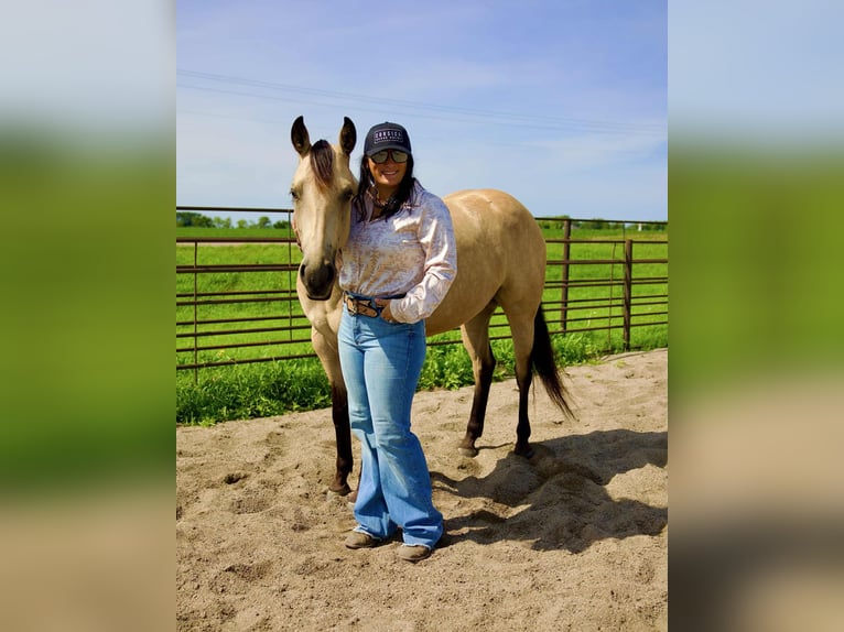 American Quarter Horse Mare 4 years 14,3 hh Buckskin in Corsica