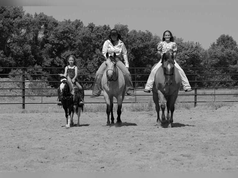 American Quarter Horse Mare 4 years 14,3 hh Buckskin in Corsica