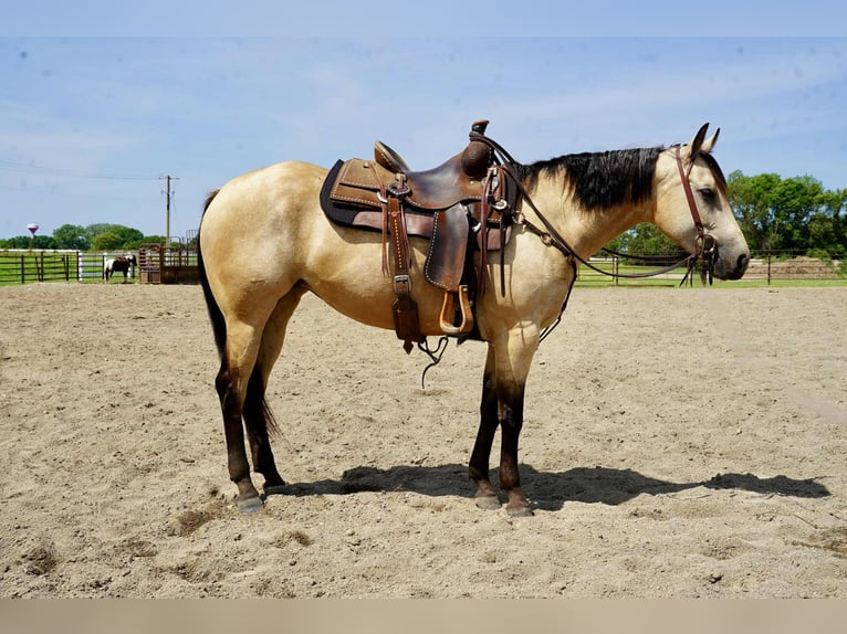 American Quarter Horse Mare 4 years 14,3 hh Buckskin in Corsica