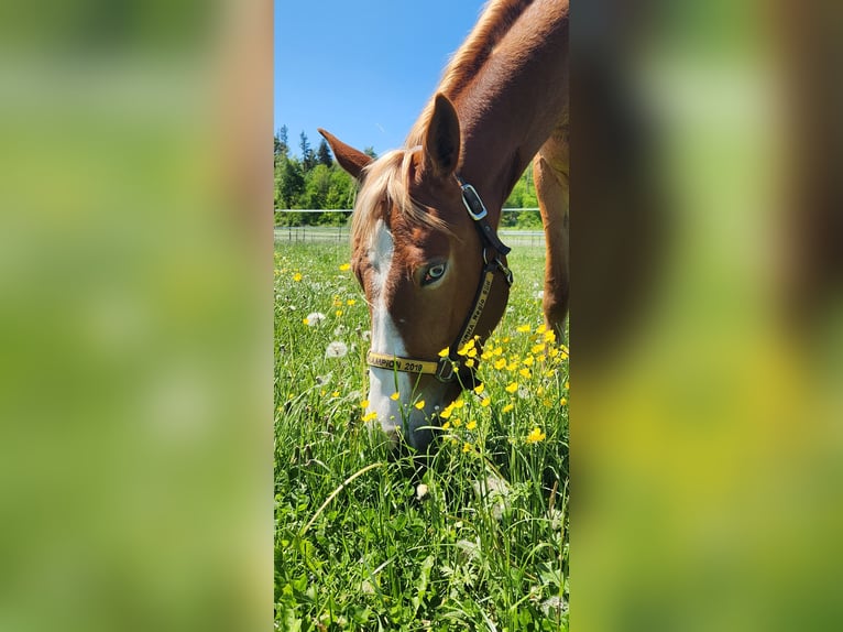 American Quarter Horse Mare 4 years 14,3 hh Chestnut-Red in Feldkirch