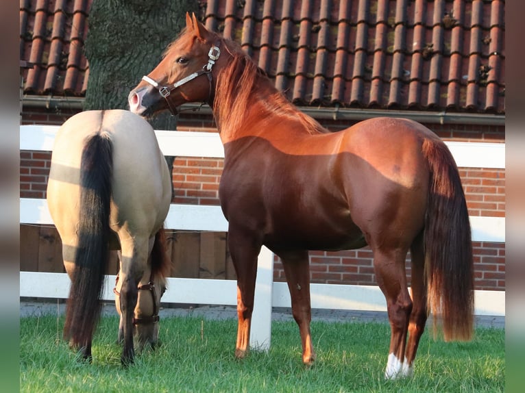 American Quarter Horse Mare 4 years 14,3 hh Chestnut-Red in Oberhausen