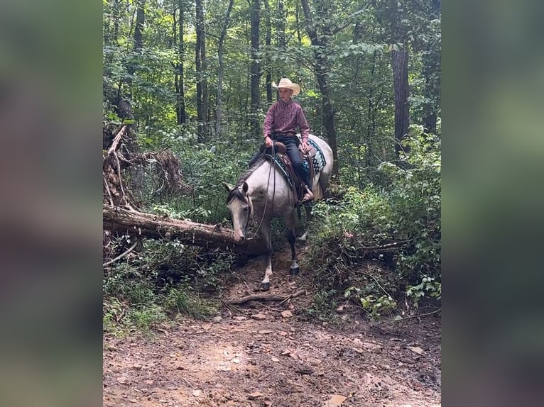 American Quarter Horse Mare 4 years 14,3 hh Grey in Henderson