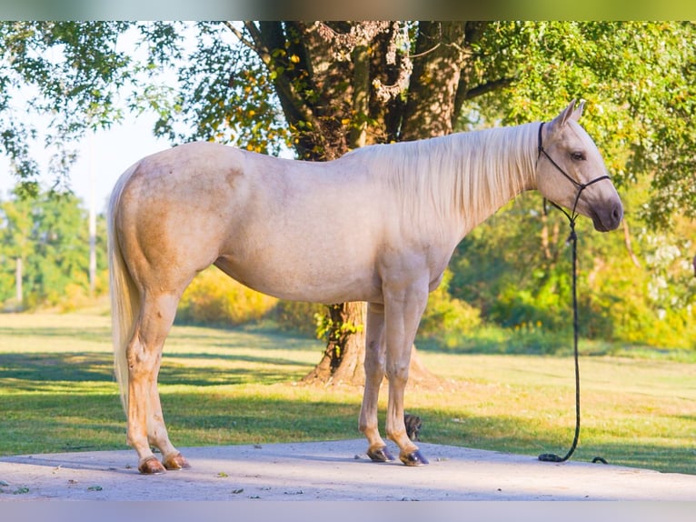American Quarter Horse Mare 4 years 14,3 hh Palomino in New Holland