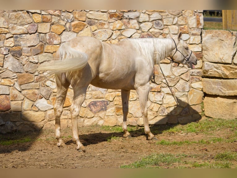 American Quarter Horse Mare 4 years 14,3 hh Palomino in New Holland American Quarter Horse Mare 4 years 14,3 hh Palomino in New Holland