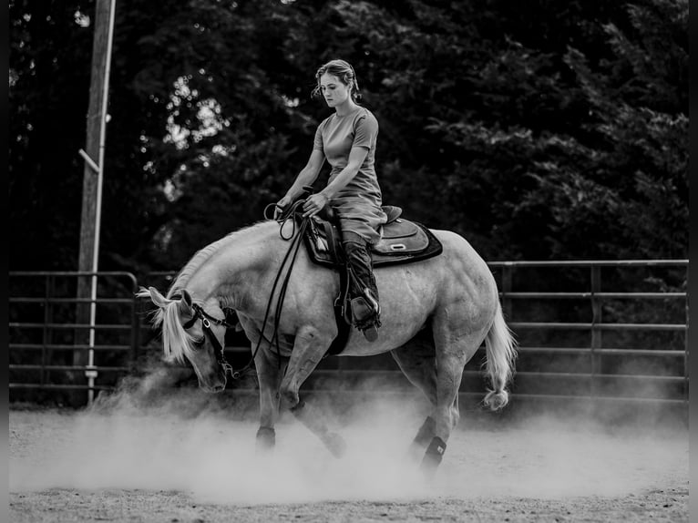 American Quarter Horse Mare 4 years 14,3 hh Palomino in New Holland American Quarter Horse Mare 4 years 14,3 hh Palomino in New Holland