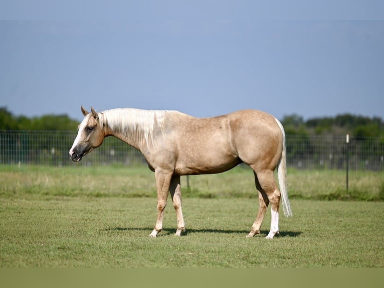 American Quarter Horse Mare 4 years 14,3 hh Palomino in Waco, TX