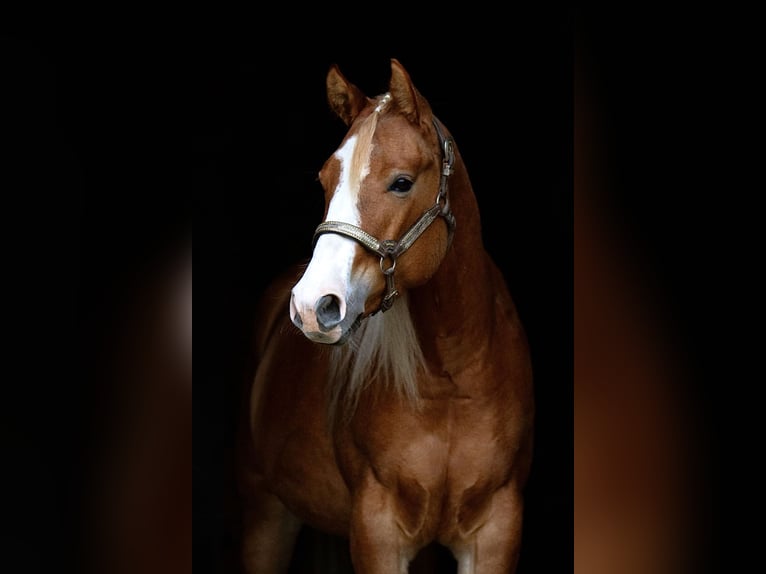 American Quarter Horse Mare 4 years 14,3 hh Red Dun in Duingen