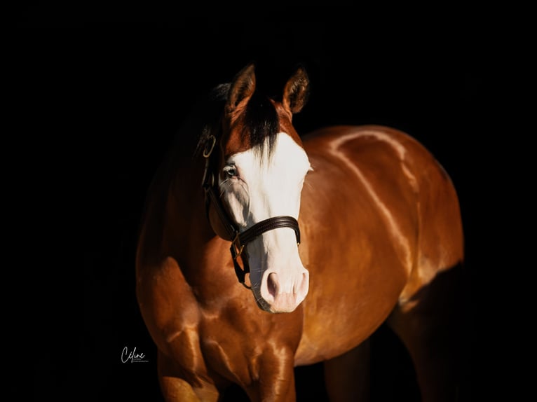 American Quarter Horse Mare 4 years 15.1 hh Bay-Dark in Ruswil