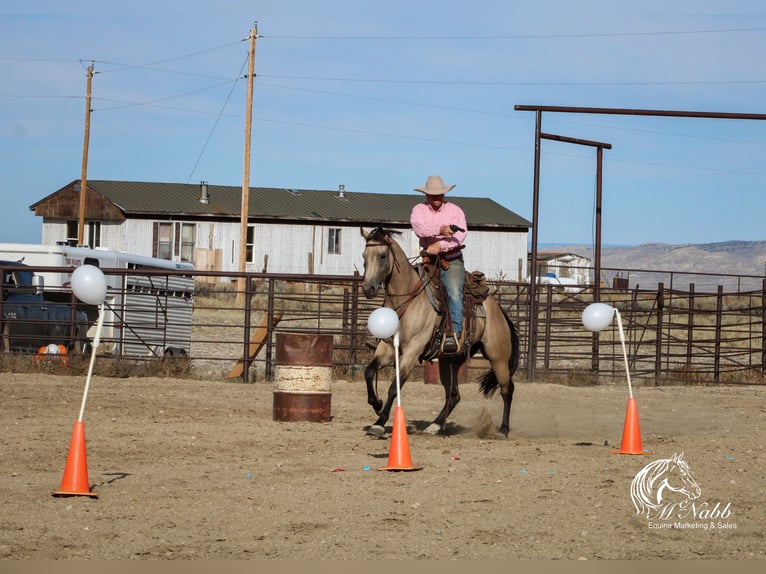 American Quarter Horse Mare 4 years 15,1 hh Buckskin in Cody, WY