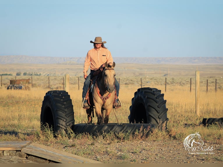 American Quarter Horse Mare 4 years 15,1 hh Buckskin in Cody, WY