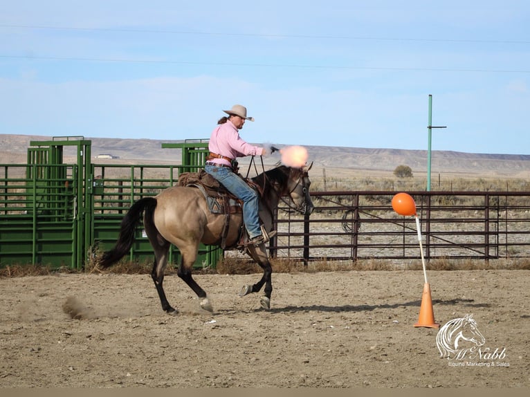 American Quarter Horse Mare 4 years 15,1 hh Buckskin in Cody, WY