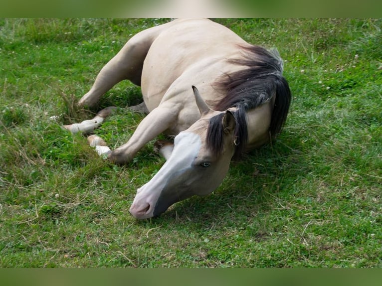 American Quarter Horse Mare 4 years 15,1 hh Buckskin in Thierhaupten