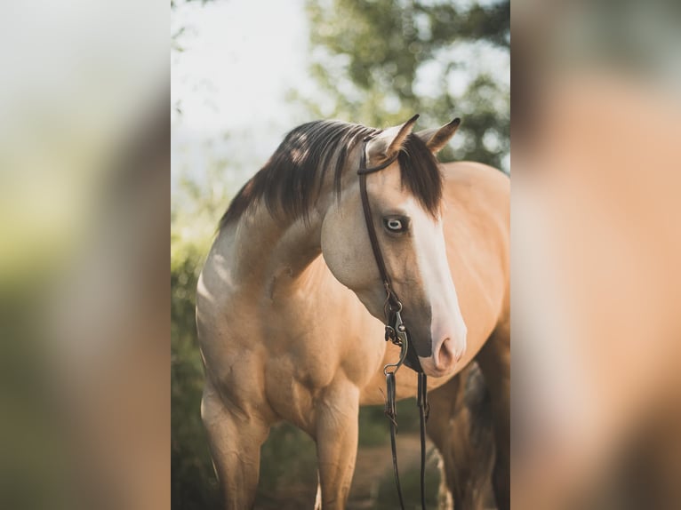 American Quarter Horse Mare 4 years 15,1 hh Buckskin in Thierhaupten