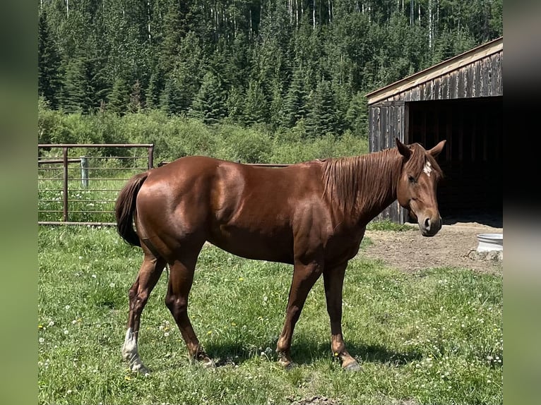 American Quarter Horse Mare 4 years 15,1 hh Chestnut in Hinton, AB