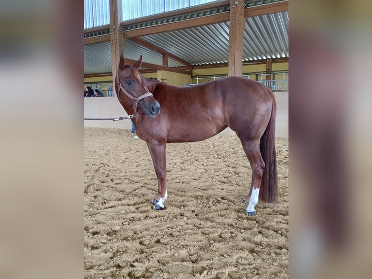 American Quarter Horse Mare 4 years 15,1 hh Chestnut in Seeheim-Jugenheim