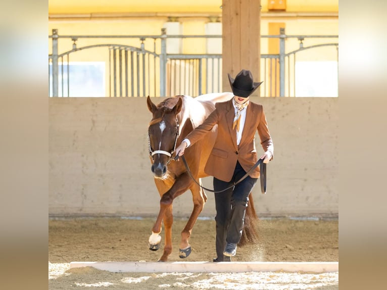 American Quarter Horse Mare 4 years 15,1 hh Chestnut in Seeheim-Jugenheim