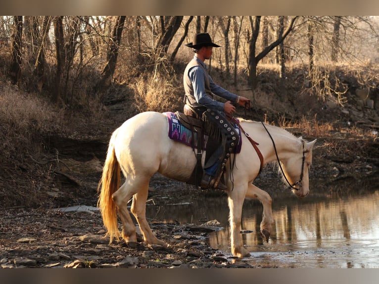 American Quarter Horse Mix Mare 4 years 15.1 hh Perlino in Baxter Springs