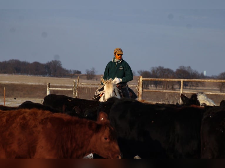 American Quarter Horse Mix Mare 4 years 15.1 hh Perlino in Baxter Springs