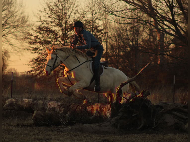American Quarter Horse Mix Mare 4 years 15.1 hh Perlino in Baxter Springs