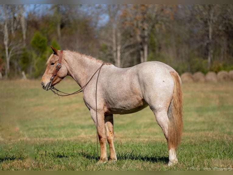 American Quarter Horse Mix Mare 4 years 15,1 hh Roan-Red in Auburn, KY