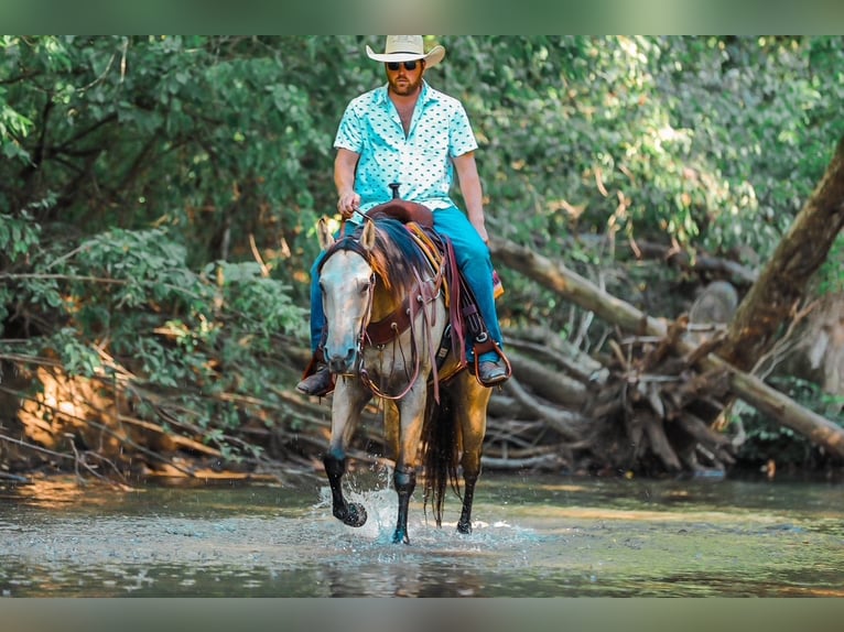 American Quarter Horse Mare 4 years 15.2 hh Buckskin in Santa Fe