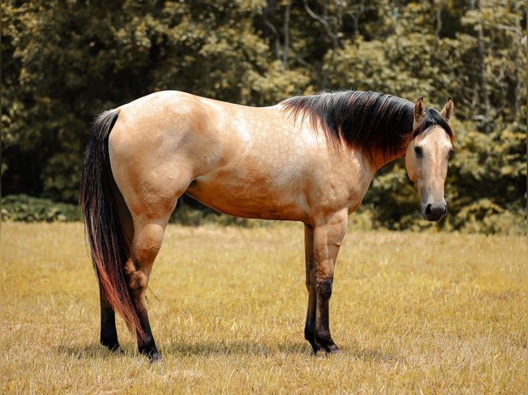 American Quarter Horse Mare 4 years 15.2 hh Buckskin in Santa Fe