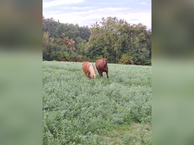 American Quarter Horse Mare 4 years 15,2 hh Chestnut-Red in Lacassagne