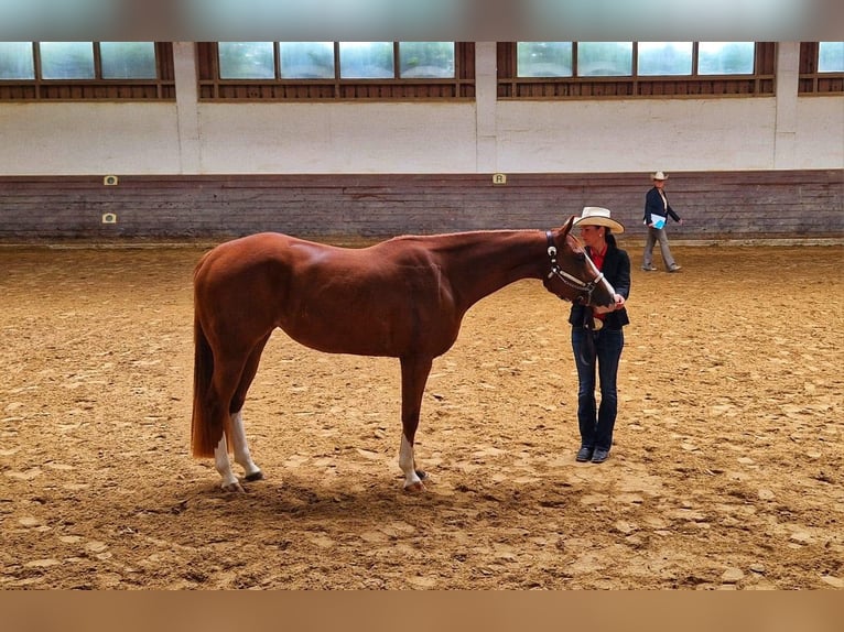 American Quarter Horse Mare 4 years 15.2 hh Chestnut-Red in Neufra