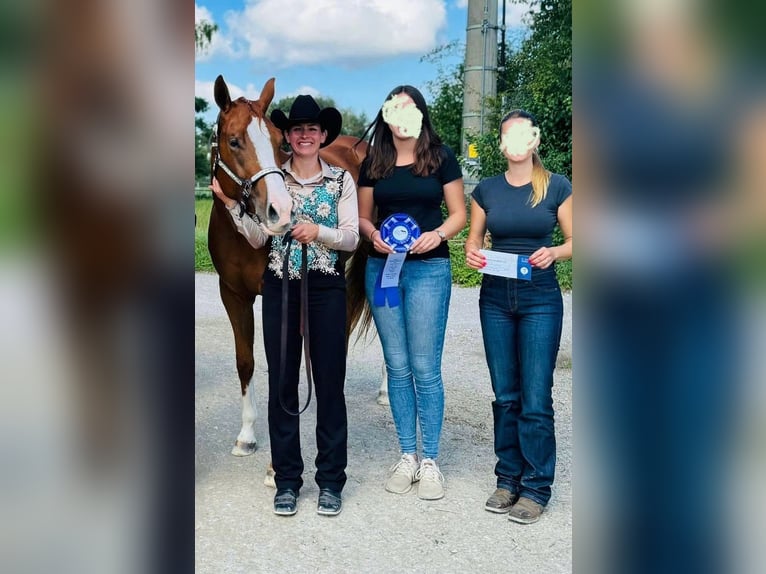 American Quarter Horse Mare 4 years 15.2 hh Chestnut-Red in Neufra