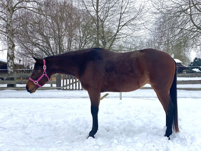 American Quarter Horse Mare 4 years 15.2 hh Roan-Bay in Stadtallendorf