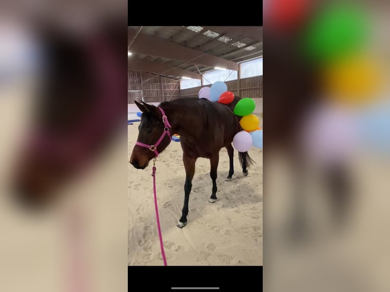 American Quarter Horse Mare 4 years 15.2 hh Roan-Bay in Stadtallendorf