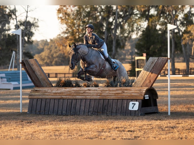 American Quarter Horse Mix Mare 4 years 15.2 hh Roan-Blue in Ocala