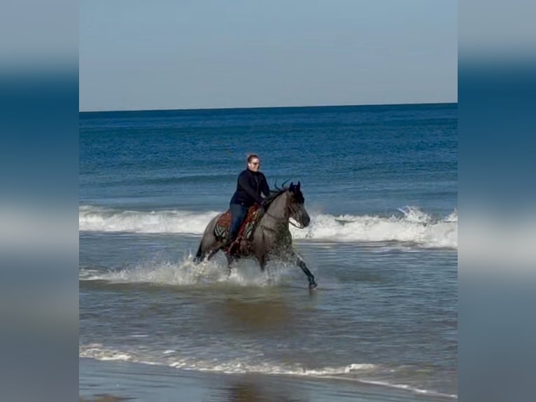 American Quarter Horse Mix Mare 4 years 15.2 hh Roan-Blue in Ocala