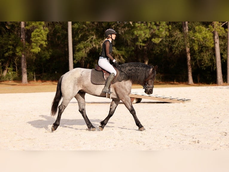 American Quarter Horse Mix Mare 4 years 15.2 hh Roan-Blue in Ocala
