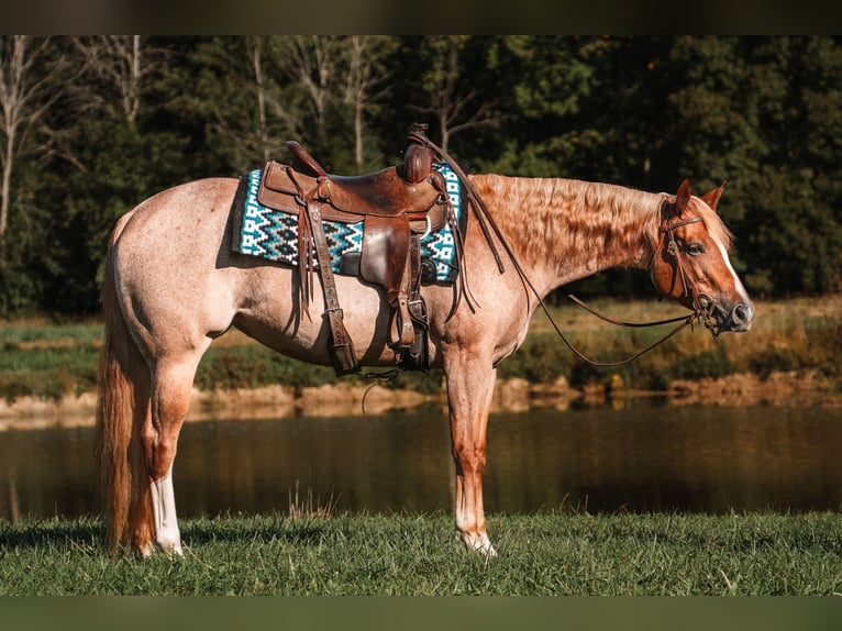 American Quarter Horse Mare 4 years 15,2 hh Roan-Red in Pierpont, OH