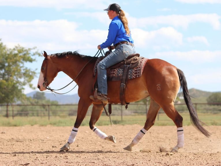 American Quarter Horse Mare 4 years 15 hh Bay in Dewey, AZ