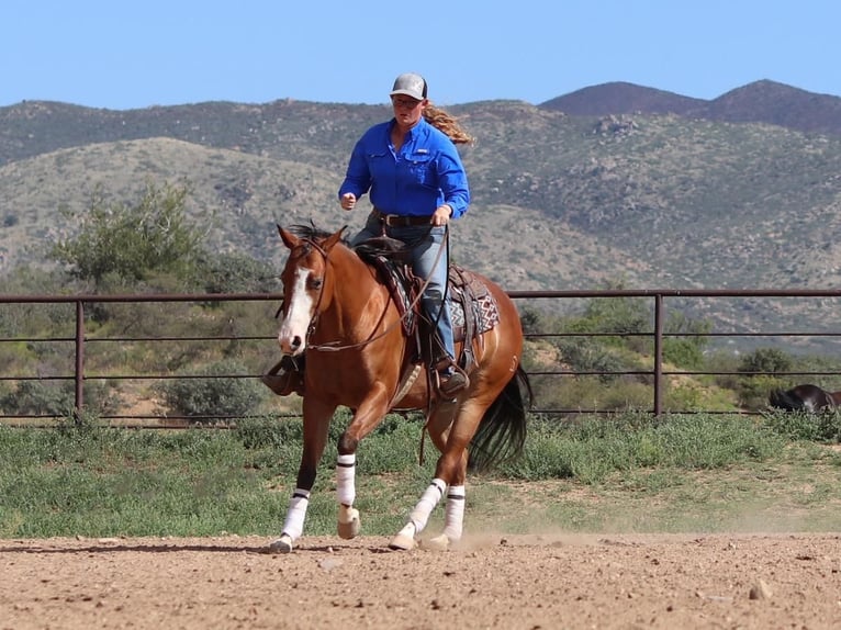 American Quarter Horse Mare 4 years 15 hh Bay in Dewey, AZ