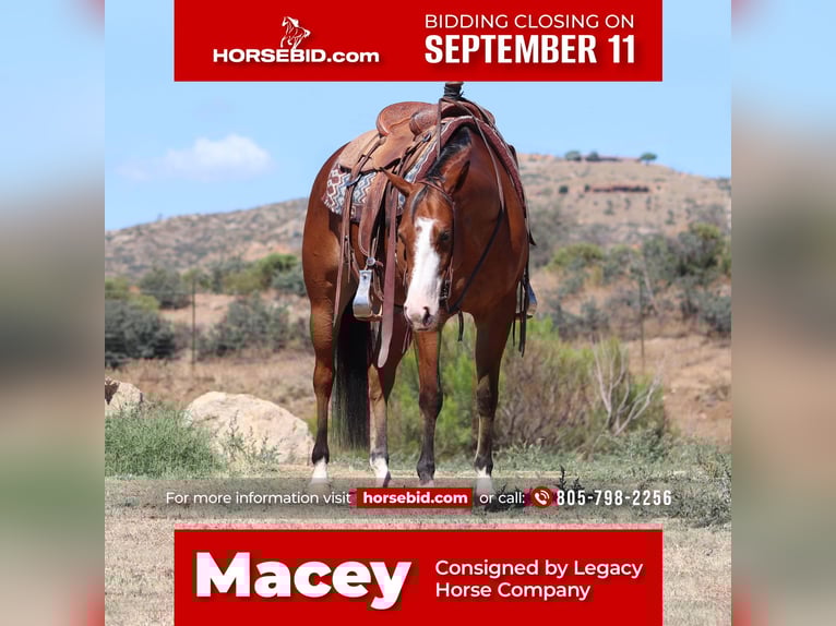 American Quarter Horse Mare 4 years 15 hh Bay in Dewey, AZ