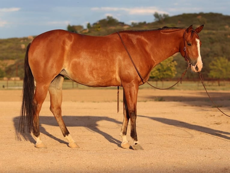 American Quarter Horse Mare 4 years 15 hh Bay in Dewey, AZ