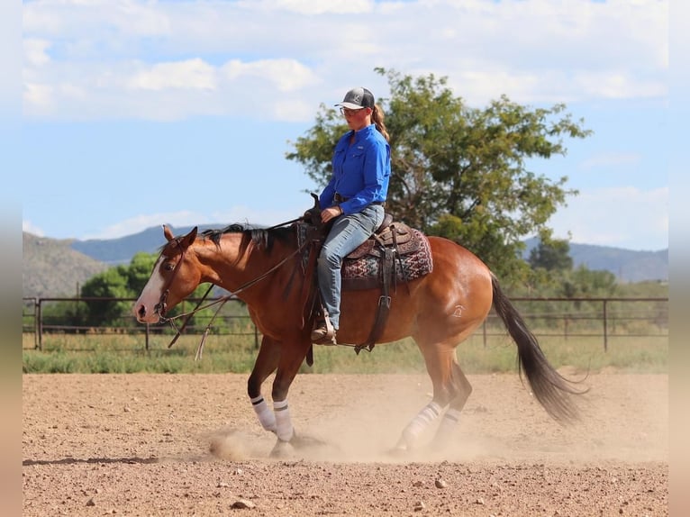 American Quarter Horse Mare 4 years 15 hh Bay in Dewey, AZ