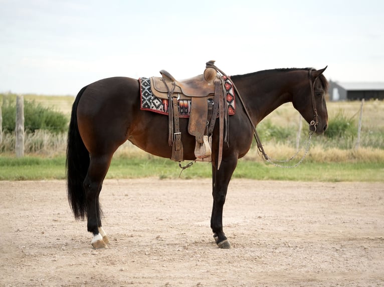 American Quarter Horse Mare 4 years 15 hh Bay in Amarillo, TX
