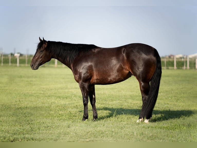 American Quarter Horse Mare 4 years 15 hh Bay in Amarillo, TX