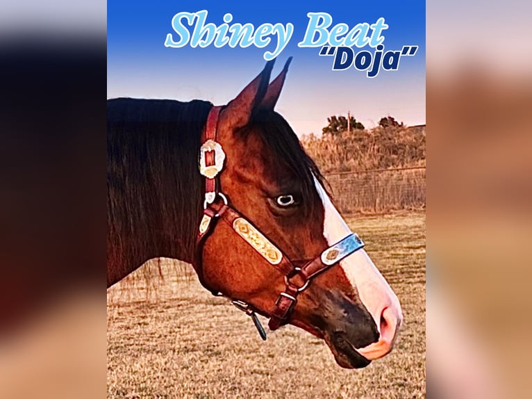 American Quarter Horse Mare 4 years 15 hh Bay in Whitesboro