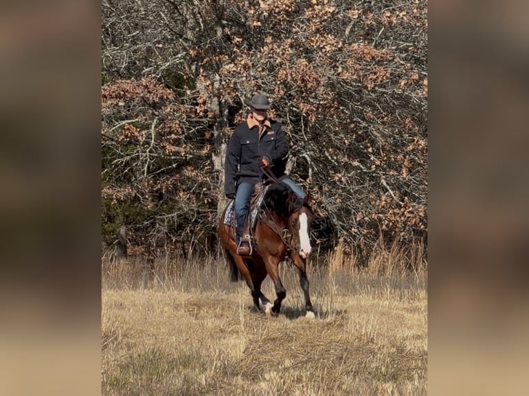 American Quarter Horse Mare 4 years 15 hh Bay in Whitesboro