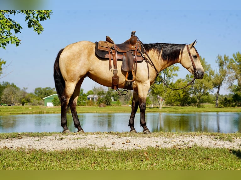 American Quarter Horse Mare 4 years 15 hh Buckskin in Corsica