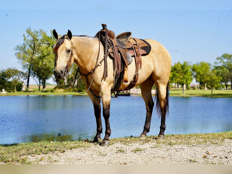 American Quarter Horse Mare 4 years 15 hh Buckskin in Corsica