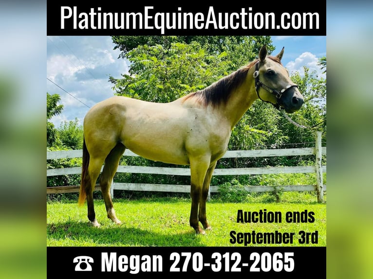 American Quarter Horse Mare 4 years 15 hh Buckskin in GLENDALE, KY